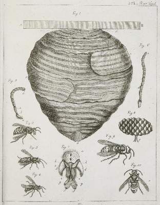 Bild Nr.1: 136-1544 De Geer,C.: (Zoologie, Insekten)