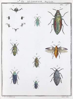 Bild Nr.1: 136-1545 Olivier,(G.A.).: (Zoologie, Insekten)