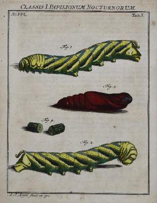 Bild Nr.1: 136-1546 Rösel von Roselhof,A.J.: (Zoologie, Insekten)