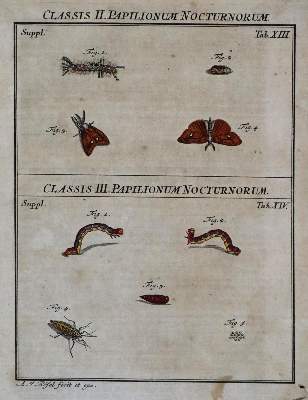 Bild Nr.3: 136-1546 Rösel von Roselhof,A.J.: (Zoologie, Insekten)