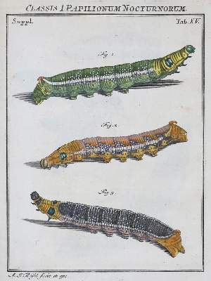 Bild Nr.1: 136-1547 Rösel von Rosenhof,A.J.: (Zoologie, Insekten)