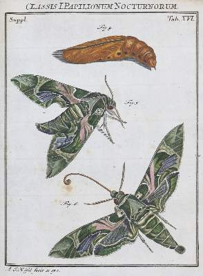 Bild Nr.2: 136-1547 Rösel von Rosenhof,A.J.: (Zoologie, Insekten)
