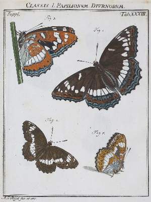 Bild Nr.3: 136-1547 Rösel von Rosenhof,A.J.: (Zoologie, Insekten)
