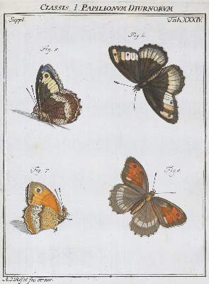 Bild Nr.4: 136-1547 Rösel von Rosenhof,A.J.: (Zoologie, Insekten)