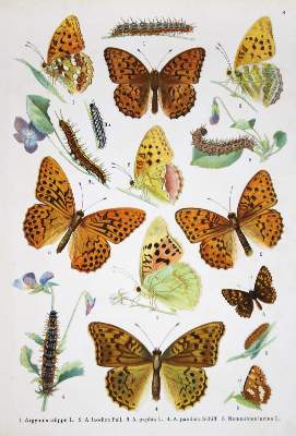 Bild Nr.1: 136-1560 Blaschke,P.: (Zoologie, Schmetterlinge)