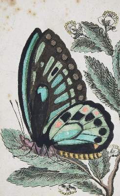 Bild Nr.1: 136-1563 [Scheureck,F.G.].: (Zoologie, Schmetterlinge)