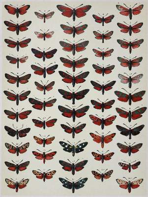 Bild Nr.1: 136-1564 Spuler,A.: (Zoologie, Schmetterlinge)