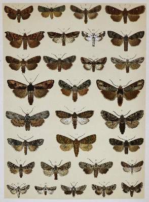 Bild Nr.2: 136-1564 Spuler,A.: (Zoologie, Schmetterlinge)