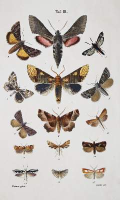 Bild Nr.1: 136-1565 Treitschke, Fr.: (Zoologie, Schmetterlinge)