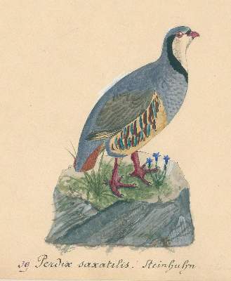 Bild Nr.3: 136-1567 Burckhardt,K.R.: (Zoologie, Vögel)