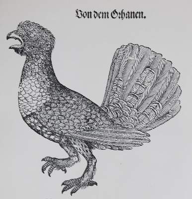 Bild Nr.2: 136-1569 Gessner,C.: (Zoologie, Vögel)