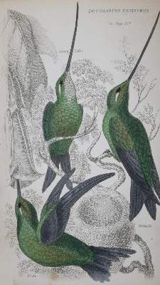 Bild Nr.1: 136-1572 Martin,W.C.L. u. J.Gould.: (Zoologie, Vögel, Kolibris)