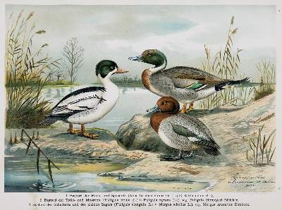 Bild Nr.1: 136-1573 Naumann,(J.A.).: (Zoologie, Vögel)