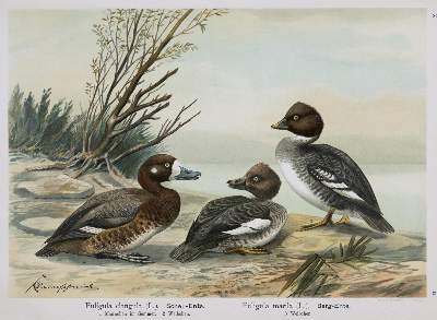 Bild Nr.2: 136-1573 Naumann,(J.A.).: (Zoologie, Vögel)
