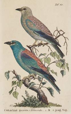Bild Nr.1: 136-1574 Naumann,Johann Andreas.: (Zoologie, Vögel)