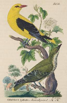 Bild Nr.2: 136-1574 Naumann,Johann Andreas.: (Zoologie, Vögel)