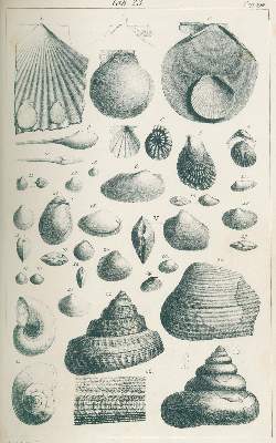Bild Nr.2: 136-1635 Quenstedt,F.A.: (Verschiedene Gebiete - Varia, Geologie - Mineralogie u. Paläontologie, Jura)