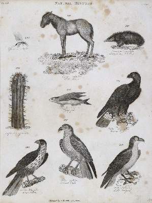 Bild Nr.3: 136-1642 (Gregory,G.).: (Verschiedene Gebiete - Varia)