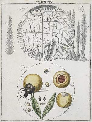 Bild Nr.2: 136-1684 Ledermüller,M.F.: (Verschiedene Gebiete - Varia, Mikroskopie)