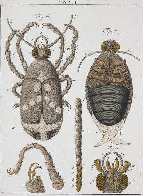 Bild Nr.3: 136-1684 Ledermüller,M.F.: (Verschiedene Gebiete - Varia, Mikroskopie)