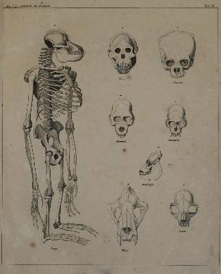 Bild Nr.1: 136-1687 Naturgeschichte der Drei Reiche.: (Verschiedene Gebiete - Varia)
