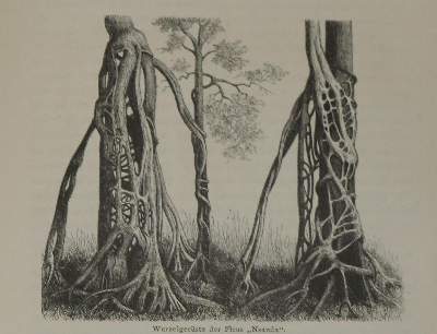Bild Nr.2: 136-1748 Güssfeldt,P. u.a.: (Afrika)