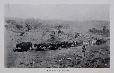 Bild Nr.1: 136-1750 Hyatt,S.P.: (Afrika)