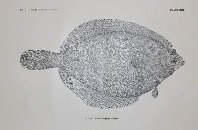 Bild Nr.1: 136-1773 Turner,L.M. u. E.W.Nelson.: (Amerika, Alaska)