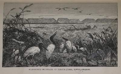 Bild Nr.1: 136-1774 Bates,H.W.: (Amerika, Amazonas)
