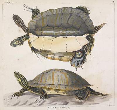 Bild Nr.2: 136-1796 Maximilian, Prinz zu Wied-Neuwied.: (Amerika)