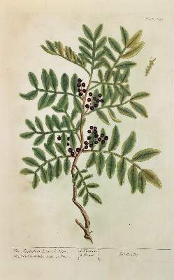 Bild Nr.1: 136-2720 64 Planzenkupfer wohl aus dem Werk:: (Varia, Botanik)