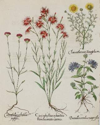Bild Nr.2: 136-2721 Besler.: (Varia, Botanik)