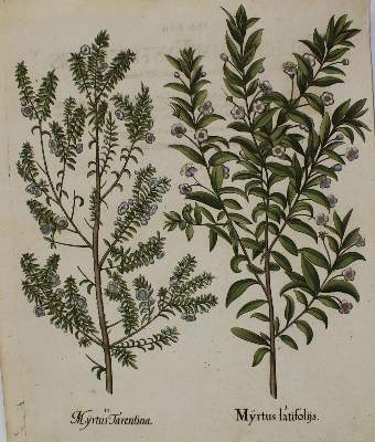Bild Nr.4: 136-2721 Besler.: (Varia, Botanik)