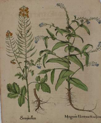Bild Nr.8: 136-2721 Besler.: (Varia, Botanik)