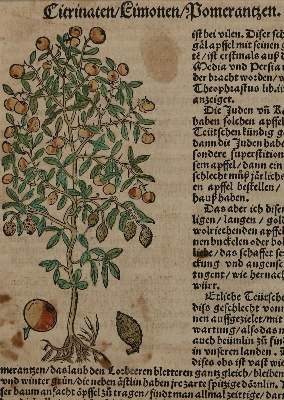 Bild Nr.1: 136-2722 Bock,H.: (Varia, Botanik)