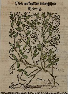 Bild Nr.3: 136-2722 Bock,H.: (Varia, Botanik)