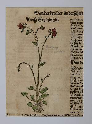 Bild Nr.5: 136-2722 Bock,H.: (Varia, Botanik)