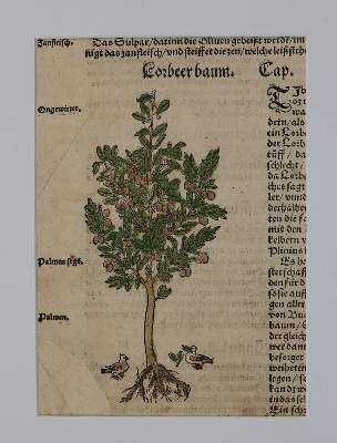 Bild Nr.7: 136-2722 Bock,H.: (Varia, Botanik)