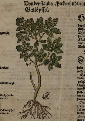 Bild Nr.9: 136-2722 Bock,H.: (Varia, Botanik)