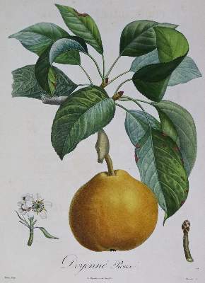 Bild Nr.1: 136-2723 Fünf Farbkupfer: (Varia, Botanik)