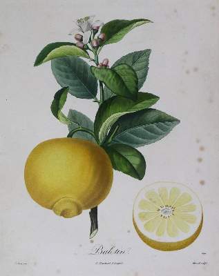 Bild Nr.2: 136-2723 Fünf Farbkupfer: (Varia, Botanik)