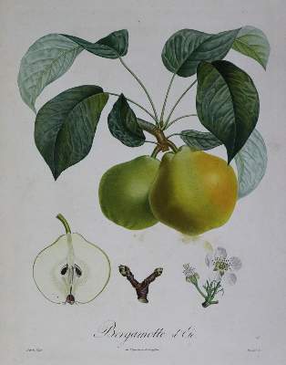 Bild Nr.3: 136-2723 Fünf Farbkupfer: (Varia, Botanik)