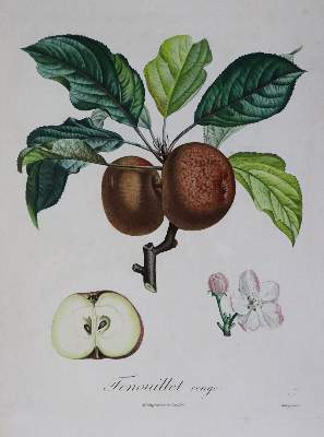 Bild Nr.4: 136-2723 Fünf Farbkupfer: (Varia, Botanik)