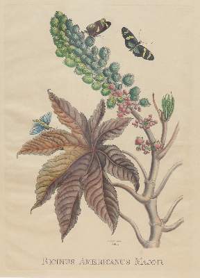 Bild Nr.3: 136-2724 Glockenblumen u. Astern,: (Varia, Botanik)