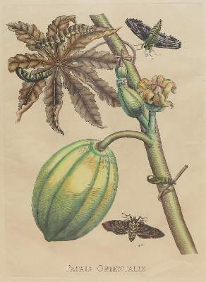 Bild Nr.4: 136-2724 Glockenblumen u. Astern,: (Varia, Botanik)