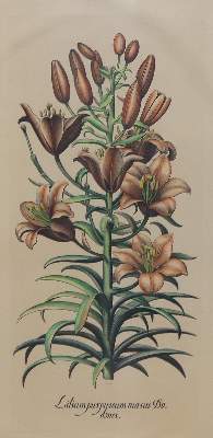 Bild Nr.8: 136-2724 Glockenblumen u. Astern,: (Varia, Botanik)
