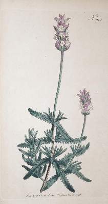 Bild Nr.2: 136-2725 Konvolut: (Varia, Botanik)