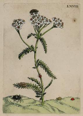 Bild Nr.1: 136-2726 Merian, Maria Sybilla.: (Varia, Botanik)