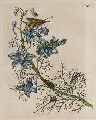 Bild Nr.2: 136-2726 Merian, Maria Sybilla.: (Varia, Botanik)