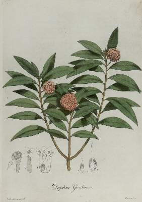 Bild Nr.2: 136-2729 Wallich, Nathaniel.: (Varia, Botanik)